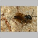 Diodontus tristis - Grabwespe w03a 5mm - Sandgrube Niedringhaussee-det.jpg